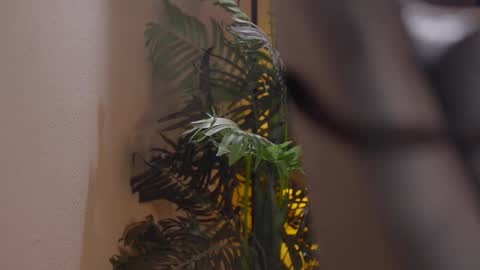 Snapshot of patricia_bennett chatting on 12.01.25 Patricia online show from 12.01.25