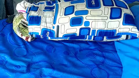 Yura independent  model online show from 01.06.25