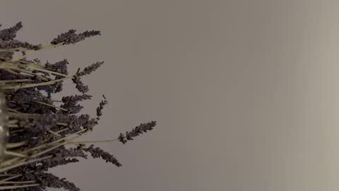 pegasus766152 online show from 02.02.26