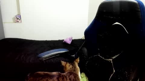 weedcandy ig y twitter xpink dustt online show from 10.14.25