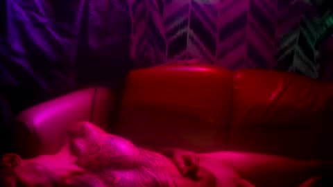 Prettyslangin69 FYPM online show from 11.24.25