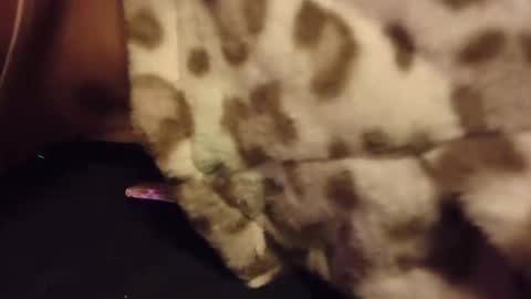 Rabbit Snake online show from 10.28.25