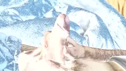 Snapshot of rabo_rico chatting on 02.26.26 rabo_rico online show from 02.26.26