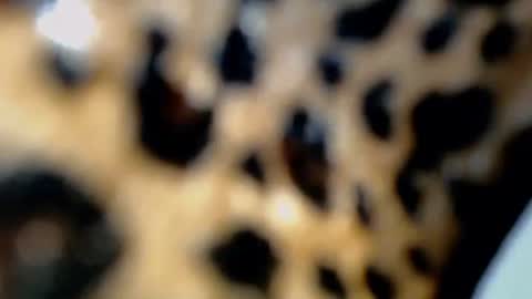 cindy online show from 02.04.26