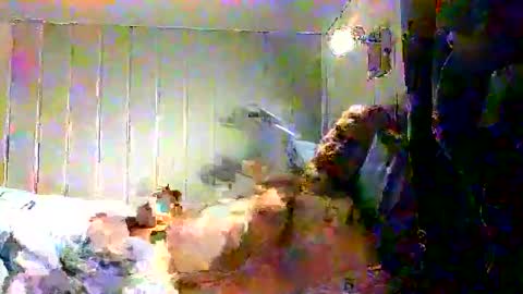 real_viking1 online show from 12.17.25