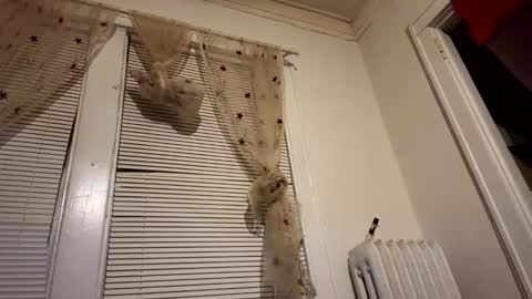 tranzGODess online show from 12.11.24