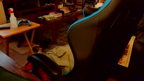 red_sea_bear online show from 04.19.26