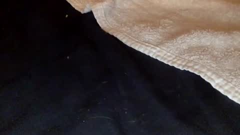 rimalova online show from 12.20.25