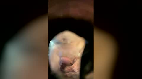 Sam online show from 04.18.26