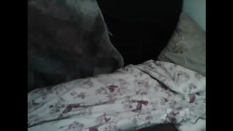 Snapshot of samedisamedi1nouveau chatting on 03.07.26 Samedisamedi1nouveau online show from 03.07.26