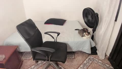 Snapshot of santiceballo chatting on 01.02.25 Julius Novachrono online show from 01.02.25