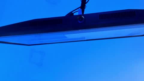 Sebastian online show from 04.13.26