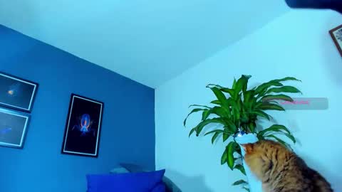 silvabranko online show from 11.01.25