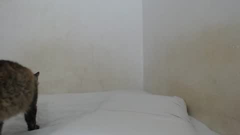 Snapshot of sirajones chatting on 02.25.25 sirajones online show from 02.25.25