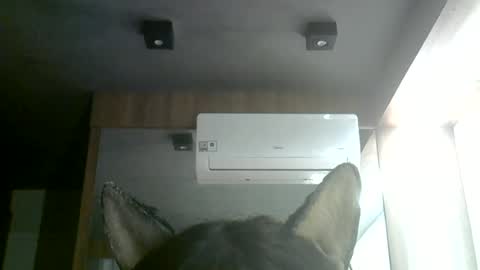 Snapshot of skinnykittencam chatting on 06.28.26 skinnykittencam online show from 06.28.26