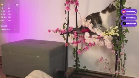 Snapshot of soffimoon_ chatting on 10.10.25 IG Soffimoon I THANK YOU FOR LEAVING YOUR FOLLOW online show from 10.10.25