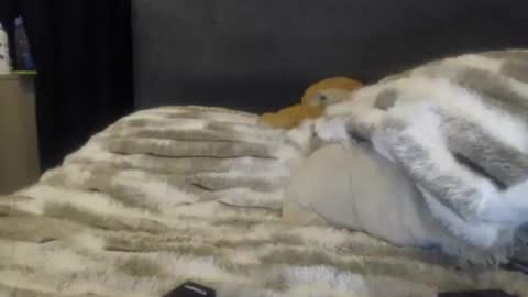 sofi online show from 06.08.26