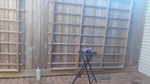 srtxshow online show from 12.19.24