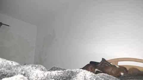 suzuki1250 online show from 03.06.26