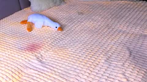 Snapshot of sweet_barbe chatting on 11.02.25 Alice online show from 11.02.25