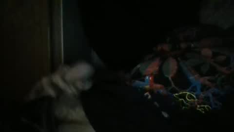 Snapshot of sweetpussylicks chatting on 12.29.24 sweetpussylicks online show from 12.29.24