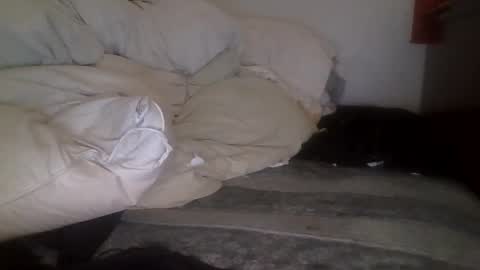 tellias online show from 09.15.25