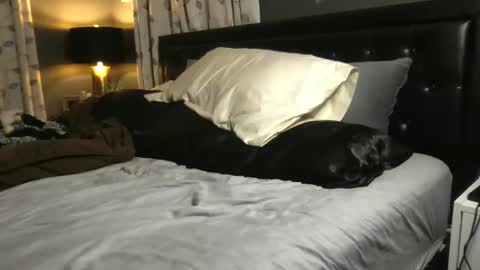 The Wild Ones online show from 11.20.25