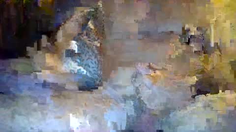 Snapshot of thommthomm71 chatting on 07.20.26 thommthomm71 online show from 07.20.26