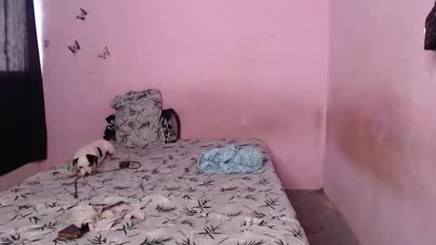 Tiana online show from 11.06.25