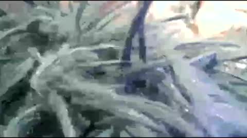 Snapshot of tooshort30w59675 chatting on 02.17.26 tooshort30w59675 online show from 02.17.26