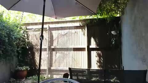 Snapshot of topsywilde chatting on 02.14.26 Topsy online show from 02.14.26