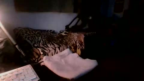 toxicidad_sex online show from 05.19.26