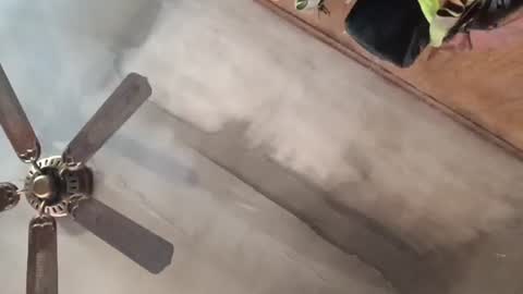 treeguyroc online show from 02.27.26