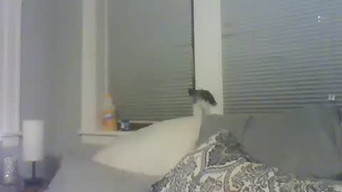 Snapshot of tsamberwhite007 chatting on 02.10.26 Amber White online show from 02.10.26