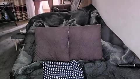 Snapshot of tviks chatting on 11.20.25 Lana online show from 11.20.25