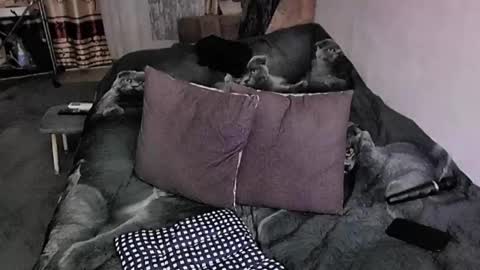 Snapshot of tviks chatting on 11.20.25 Lana online show from 11.20.25