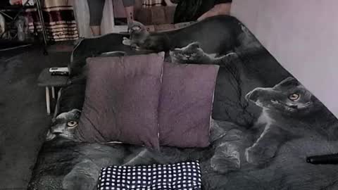 Snapshot of tviks chatting on 03.30.26 Lana online show from 03.30.26