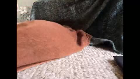 Snapshot of veined_lollypop chatting on 03.31.26 Veined lollypop online show from 03.31.26