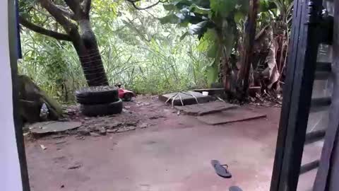 venus ... zeus sheer  online show from 12.16.25