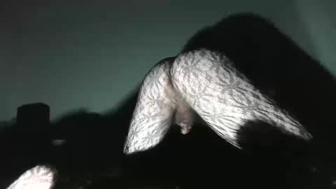 Snapshot of virgowithabig chatting on 01.13.25 Virgowithabig online show from 01.13.25