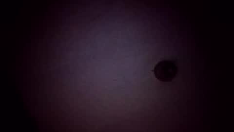 vujadetr online show from 02.21.26