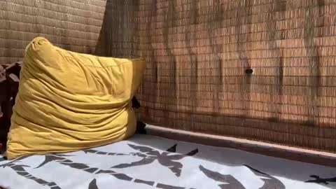 Snapshot of wolfdeep chatting on 09.11.25 Sweetdog online show from 09.11.25