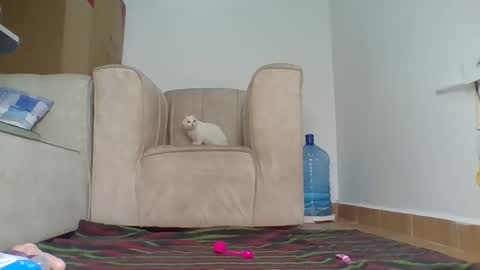 Snapshot of wtfbarbz chatting on 10.04.25 Barbie online show from 10.04.25