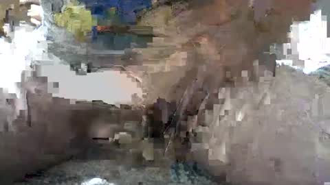 Yankee online show from 10.06.25