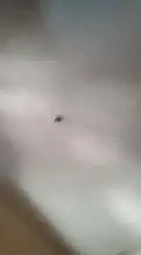 gala2 online show from 03.05.25