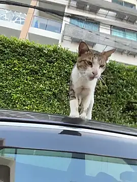 AngelinaTeller online show from 04.13.26