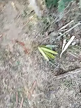 Monster Bigdick online show from 01.12.25