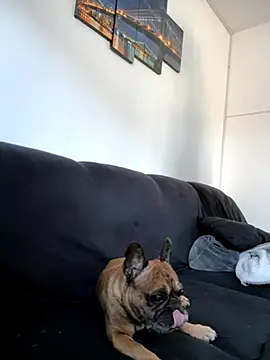 Bastilein1985 online show from 10.30.25