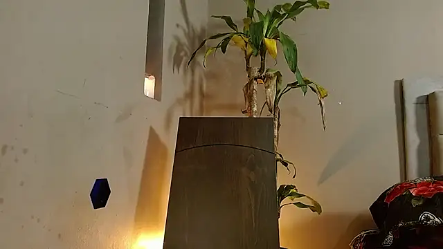 Mr WhiteCock online show from 12.26.24