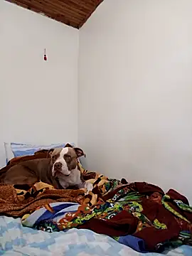 sebasxx97 online show from 11.12.25